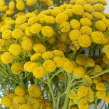 Rutyca